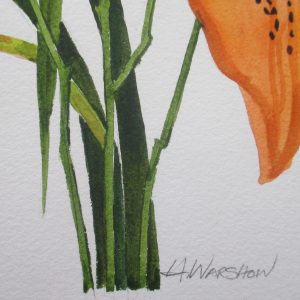 H. Warshow – Enchantment Lily